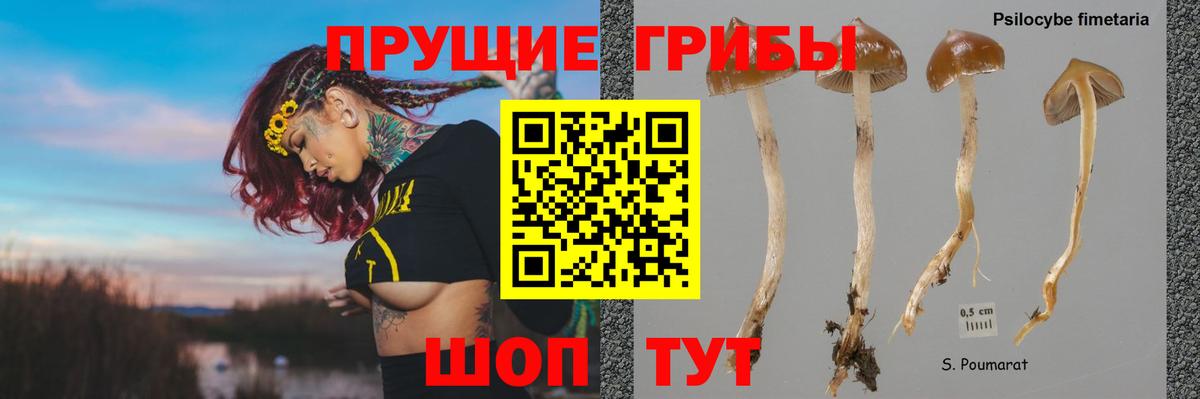 Псилоцибиновые грибы Psilocybe  Псилоцибиновые грибы мухоморы  Сердобск  Вход с VPN 